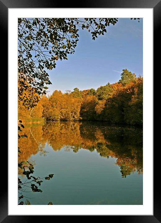 The Lake at Rushmere Country Park  Framed Mounted Print by graham young