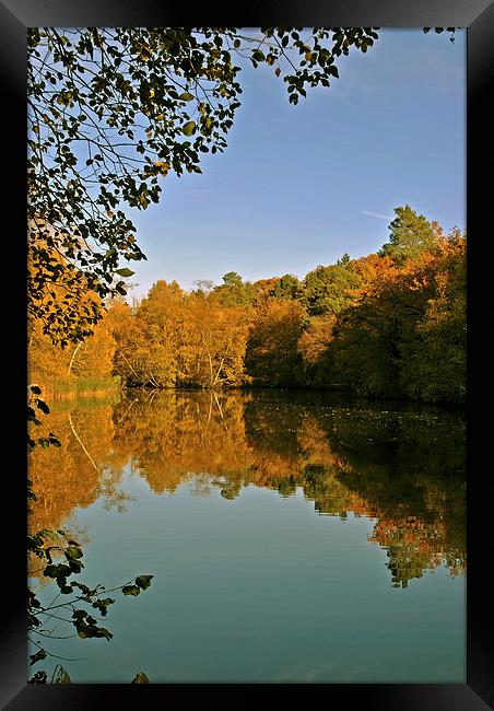 The Lake at Rushmere Country Park  Framed Print by graham young