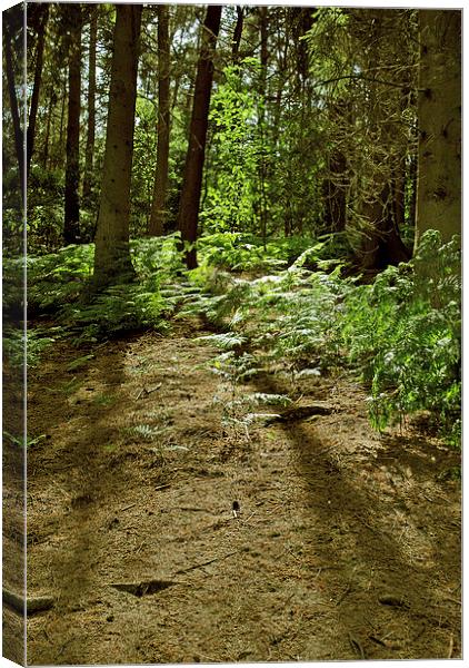 Rushmere Country Park  Canvas Print by graham young