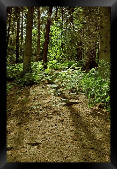 Rushmere Country Park  Framed Print by graham young