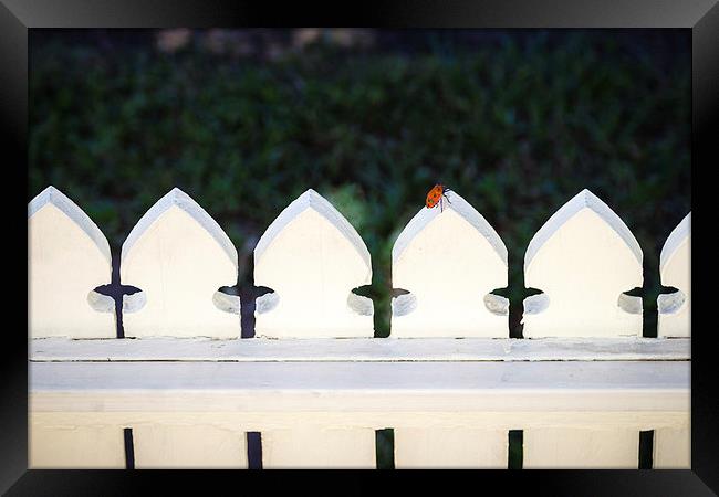 Lil Red Bug Framed Print by Peta Thames