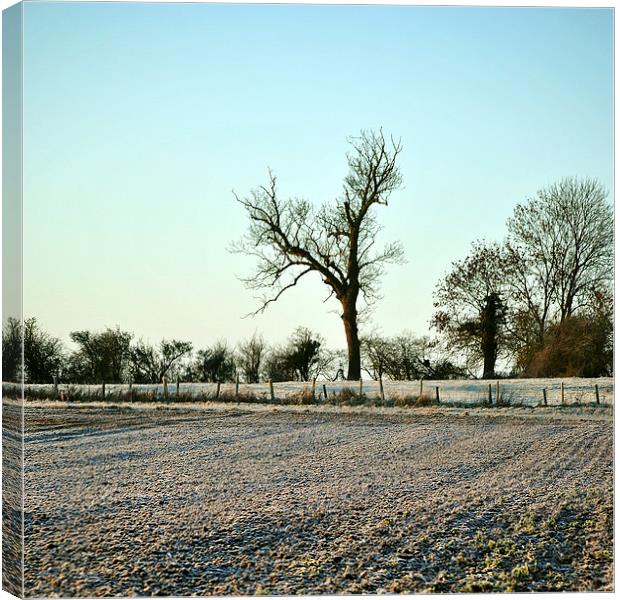 A Frosty Morning in the Chilterns  Canvas Print by graham young