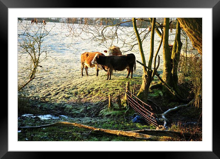 Frozen Beef  Framed Mounted Print by graham young