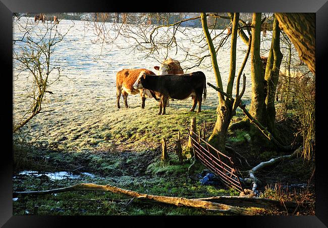 Frozen Beef  Framed Print by graham young