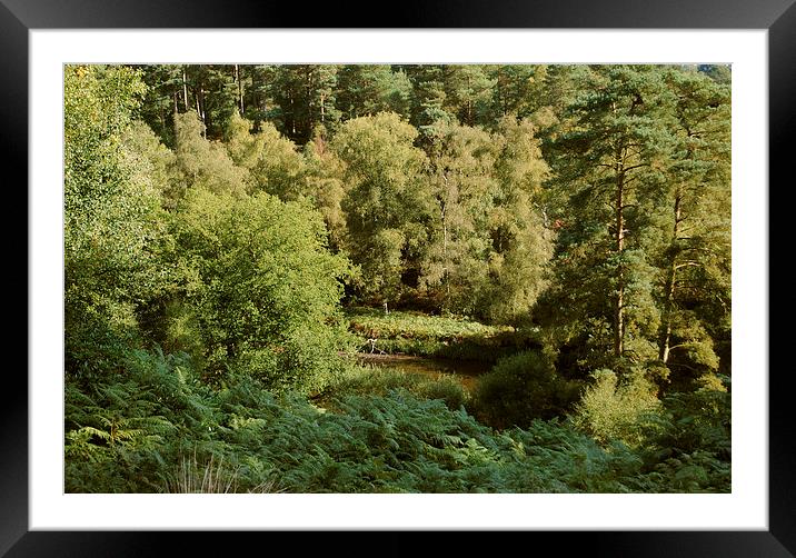 Rushmere Country Park  Framed Mounted Print by graham young