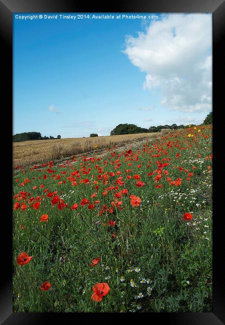  Cornfield Poppies  Framed Print by David Tinsley