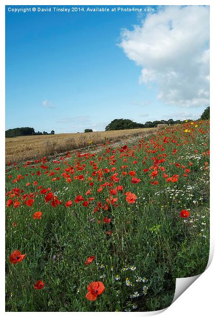  Cornfield Poppies  Print by David Tinsley