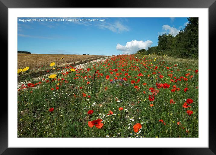  Cornfield Poppies II Framed Mounted Print by David Tinsley