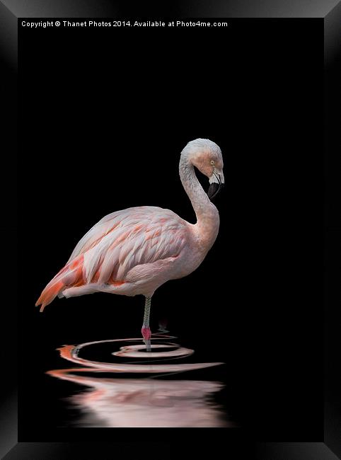  Chilean Flamingo Framed Print by Thanet Photos