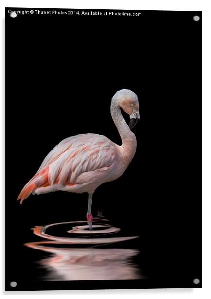 Chilean Flamingo Acrylic by Thanet Photos