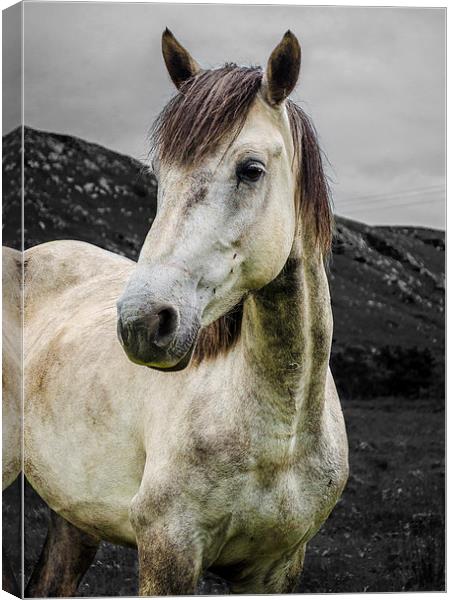  Horse in the Glen  Canvas Print by carolann walker