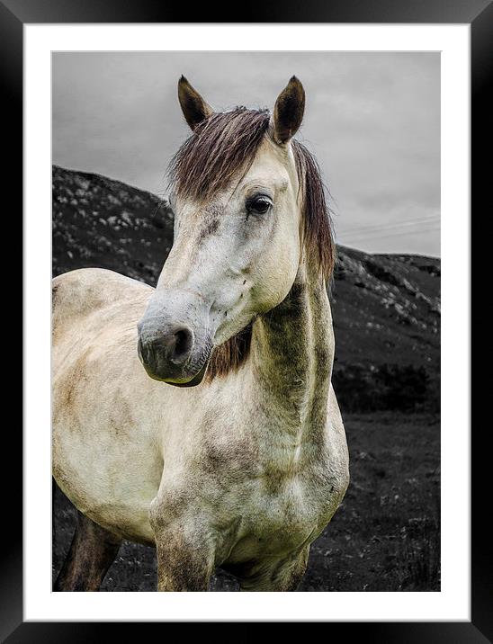  Horse in the Glen  Framed Mounted Print by carolann walker