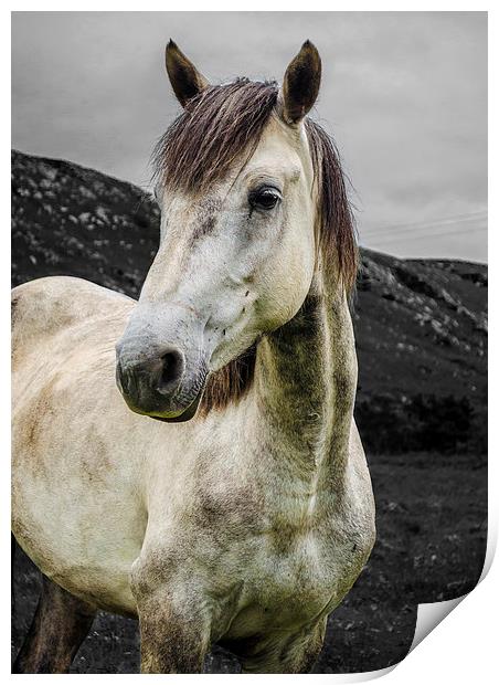  Horse in the Glen  Print by carolann walker