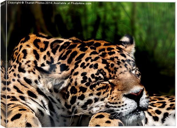  Sleeping Jaguar Canvas Print by Thanet Photos