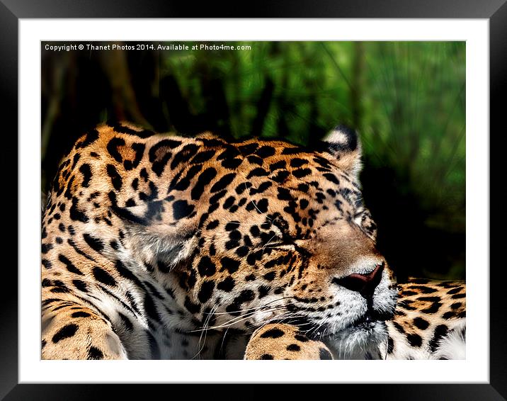  Sleeping Jaguar Framed Mounted Print by Thanet Photos