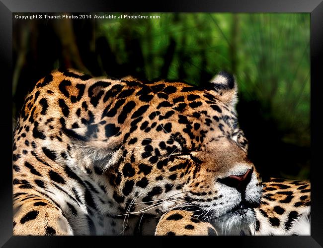  Sleeping Jaguar Framed Print by Thanet Photos
