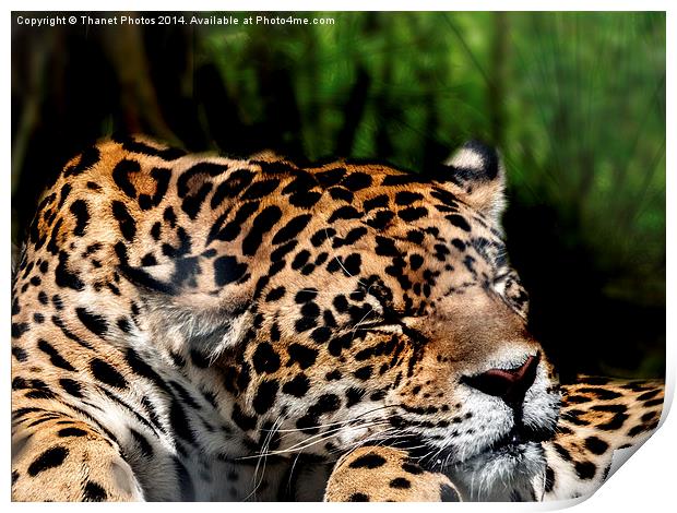  Sleeping Jaguar Print by Thanet Photos
