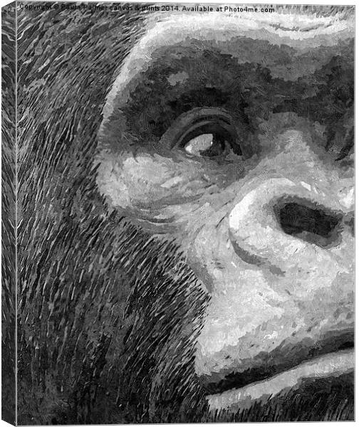A curious gorilla  Canvas Print by Paula Palmer canvas