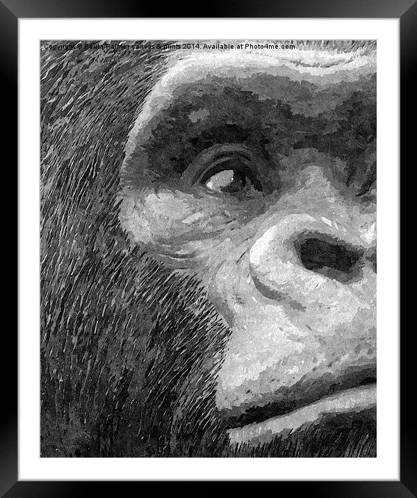 A curious gorilla  Framed Mounted Print by Paula Palmer canvas