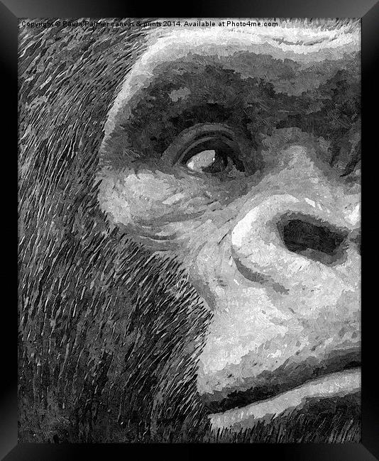 A curious gorilla  Framed Print by Paula Palmer canvas