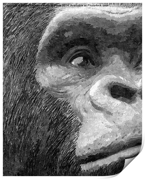 A curious gorilla  Print by Paula Palmer canvas