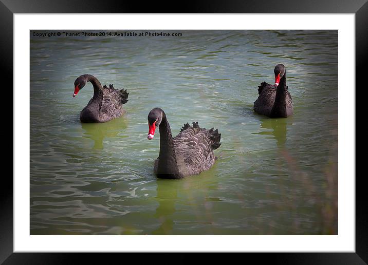  Black Swan Framed Mounted Print by Thanet Photos