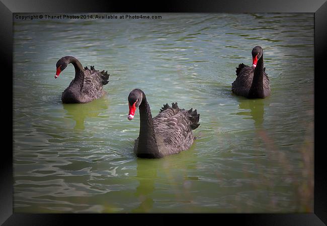  Black Swan Framed Print by Thanet Photos