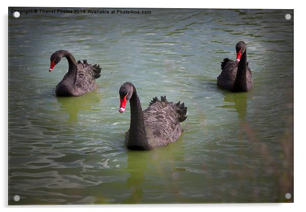  Black Swan Acrylic by Thanet Photos
