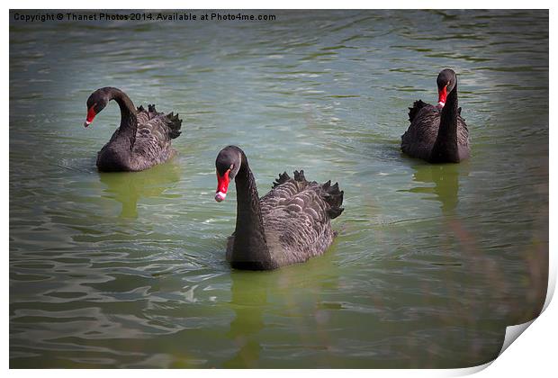  Black Swan Print by Thanet Photos
