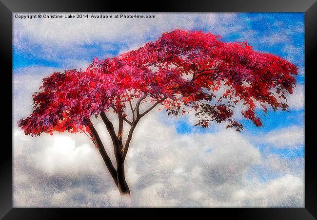  Red Tree in Summer Framed Print by Christine Lake
