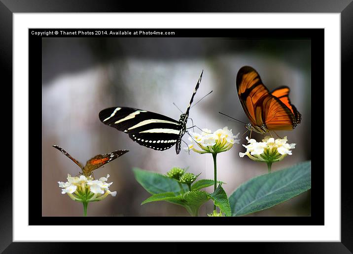  Three exotic butterflies   Framed Mounted Print by Thanet Photos