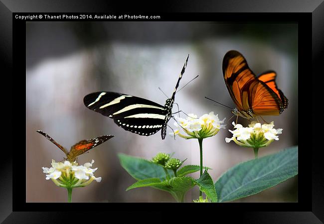 Three exotic butterflies   Framed Print by Thanet Photos