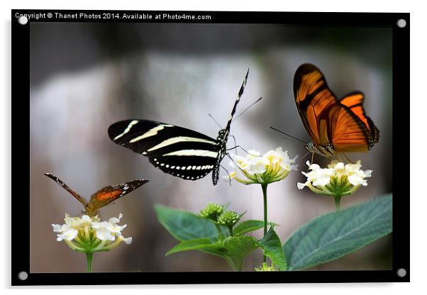  Three exotic butterflies   Acrylic by Thanet Photos
