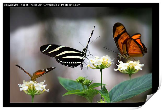  Three exotic butterflies   Print by Thanet Photos