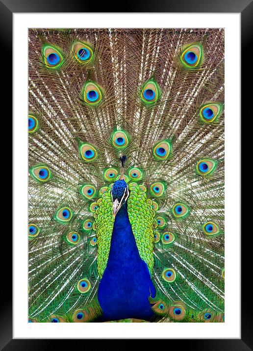 Peacock Symmetry Framed Mounted Print by Jordan Browning Photo