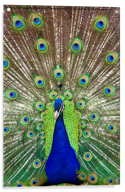 Peacock Symmetry Acrylic by Jordan Browning Photo