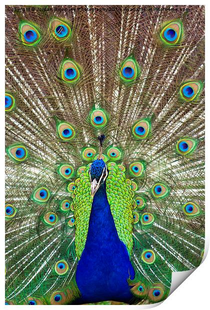 Peacock Symmetry Print by Jordan Browning Photo