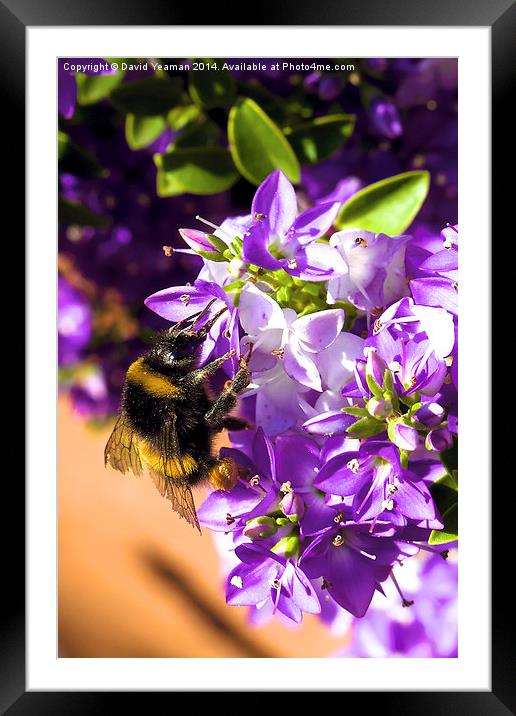 Busy Bee  Framed Mounted Print by David Yeaman
