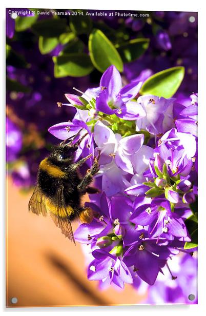Busy Bee  Acrylic by David Yeaman