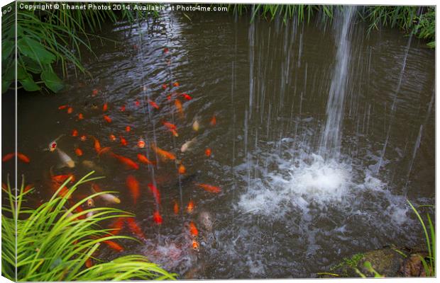  Gold fish Canvas Print by Thanet Photos