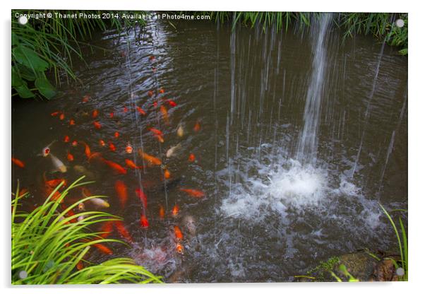  Gold fish Acrylic by Thanet Photos
