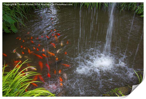  Gold fish Print by Thanet Photos