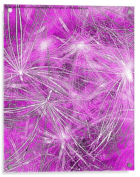  DANDELION SEEDS ABSRACT Acrylic by Anthony Kellaway