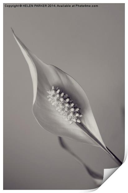 Peace Lily Print by HELEN PARKER