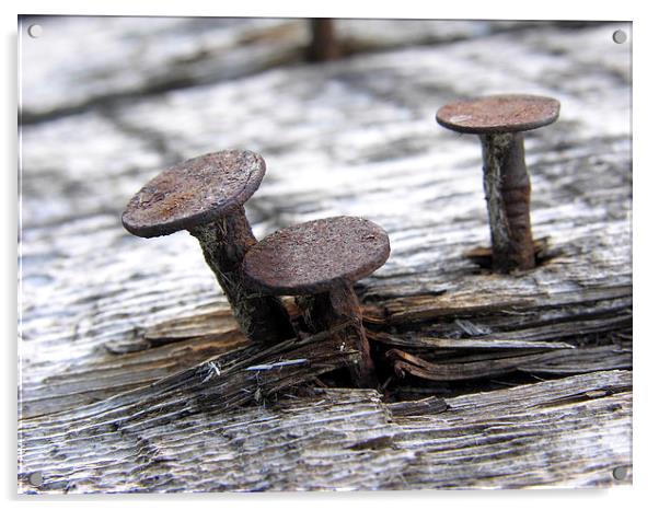  Steel Mushrooms Acrylic by Brian Ewing