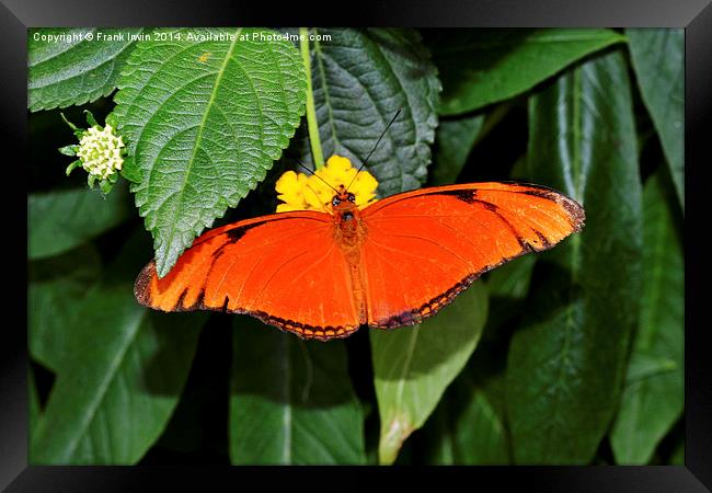  Caroni Flambeau (The Flame) butterfly Framed Print by Frank Irwin