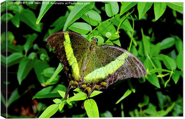  Green-Banded Swallowtail butterfly Canvas Print by Frank Irwin