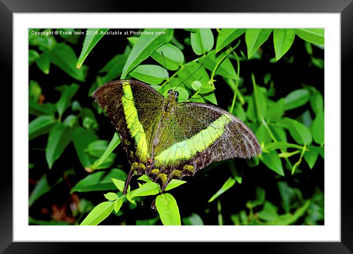  Green-Banded Swallowtail butterfly Framed Mounted Print by Frank Irwin