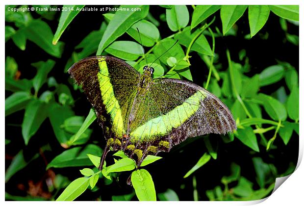  Green-Banded Swallowtail butterfly Print by Frank Irwin