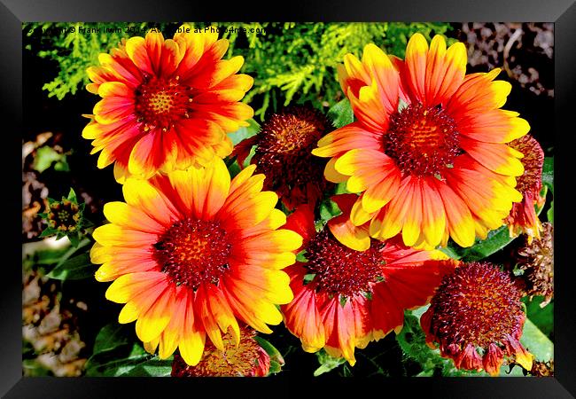  Beautiful, colourful Guillardia in all their glor Framed Print by Frank Irwin